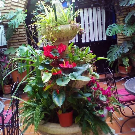 Casa de hóspedes Arcos Córdova